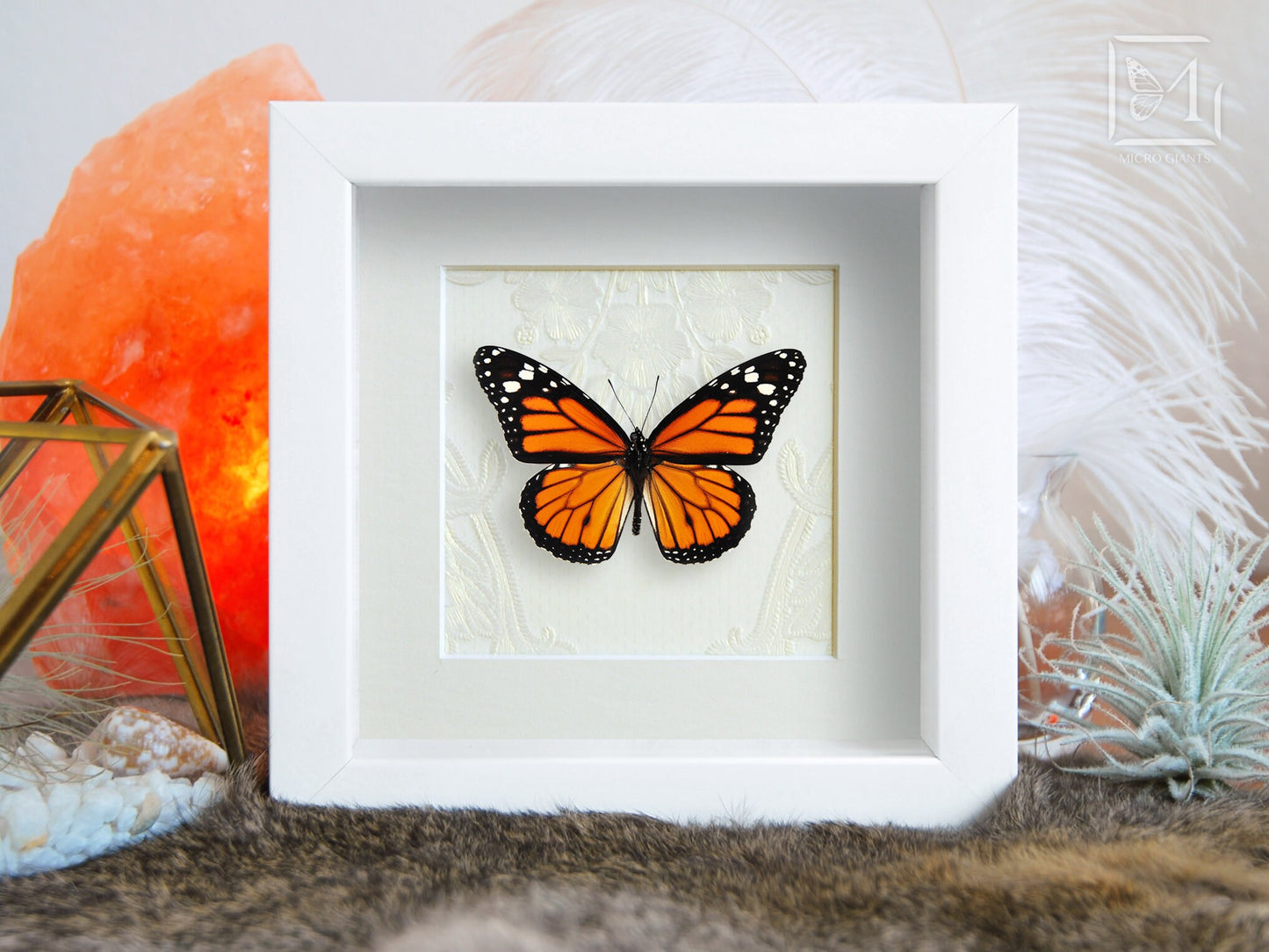 Framed Monarch butterfly - Heritage collection