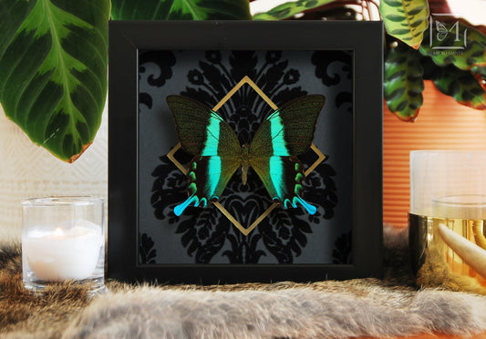 Framed Papilio blumei Swallowtail butterfly taxidermy