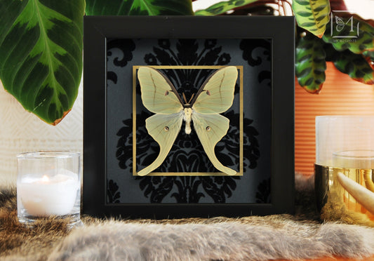 Framed moth wall art