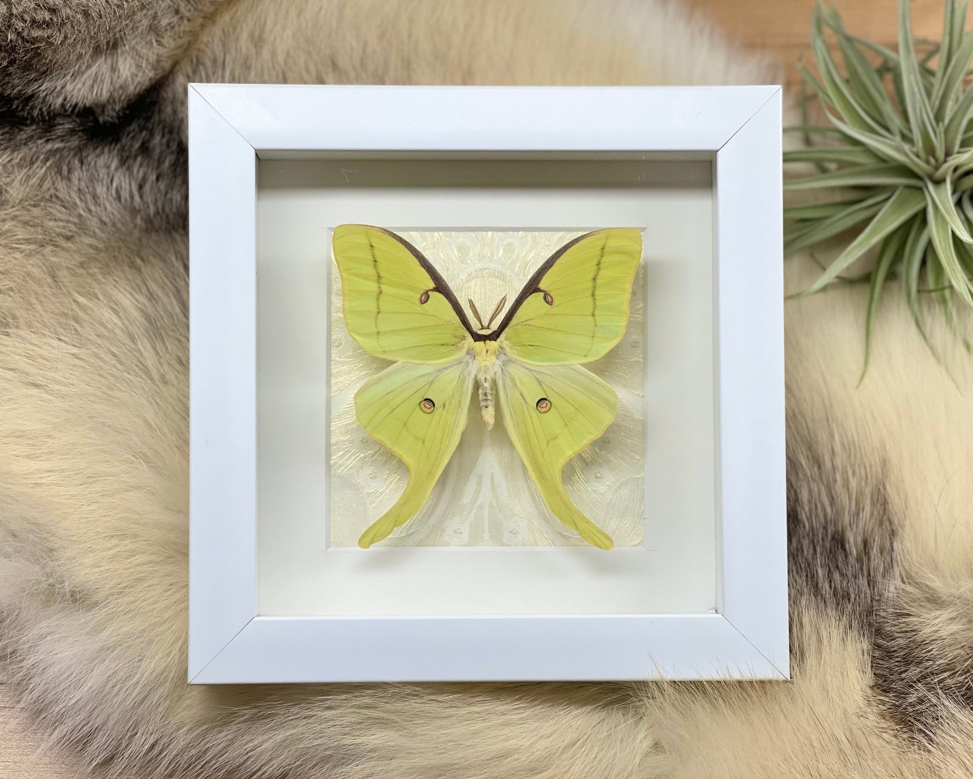 Framed Actias Luna Moth