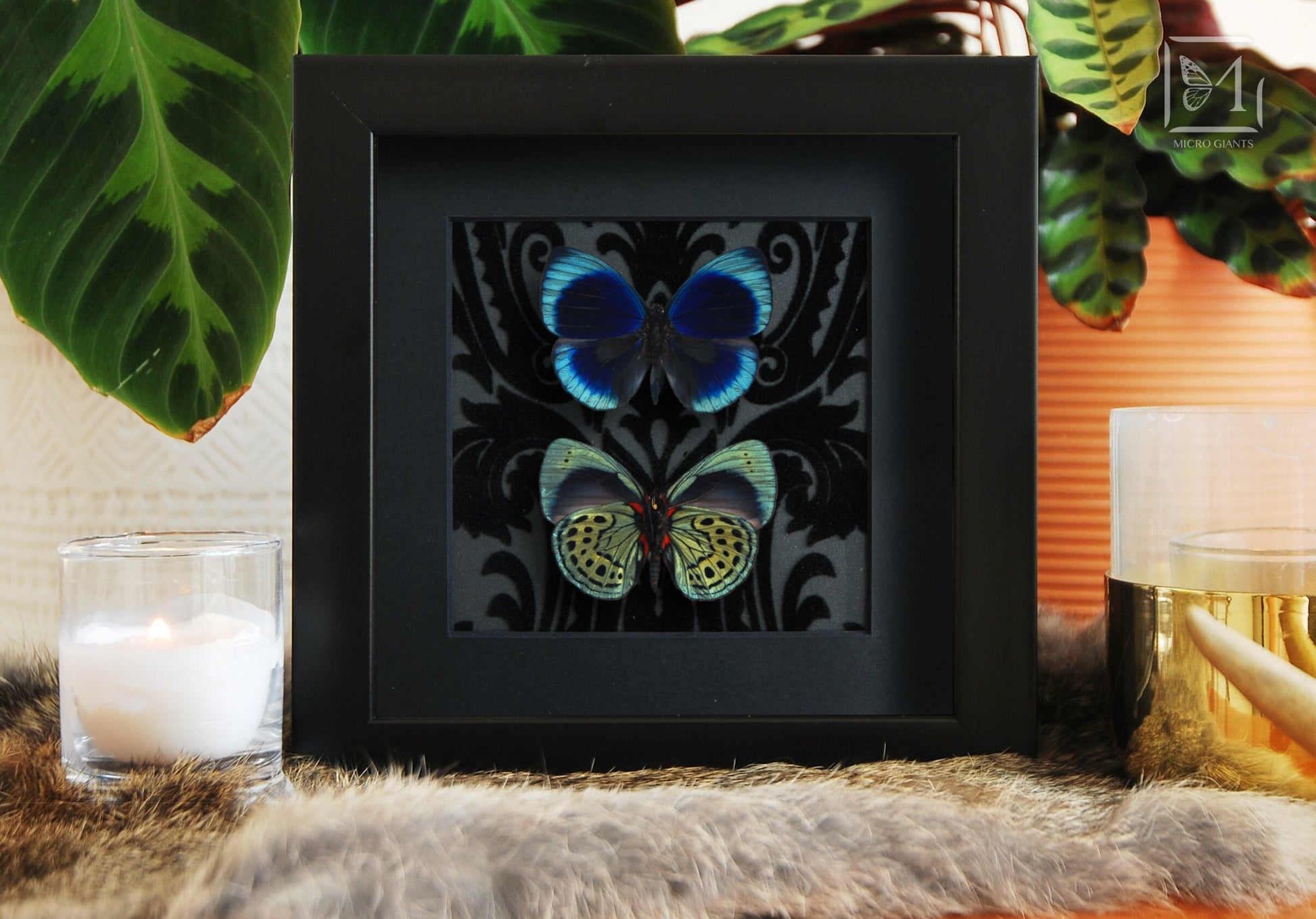 Framed Asterope leprieuri butterfly wall art