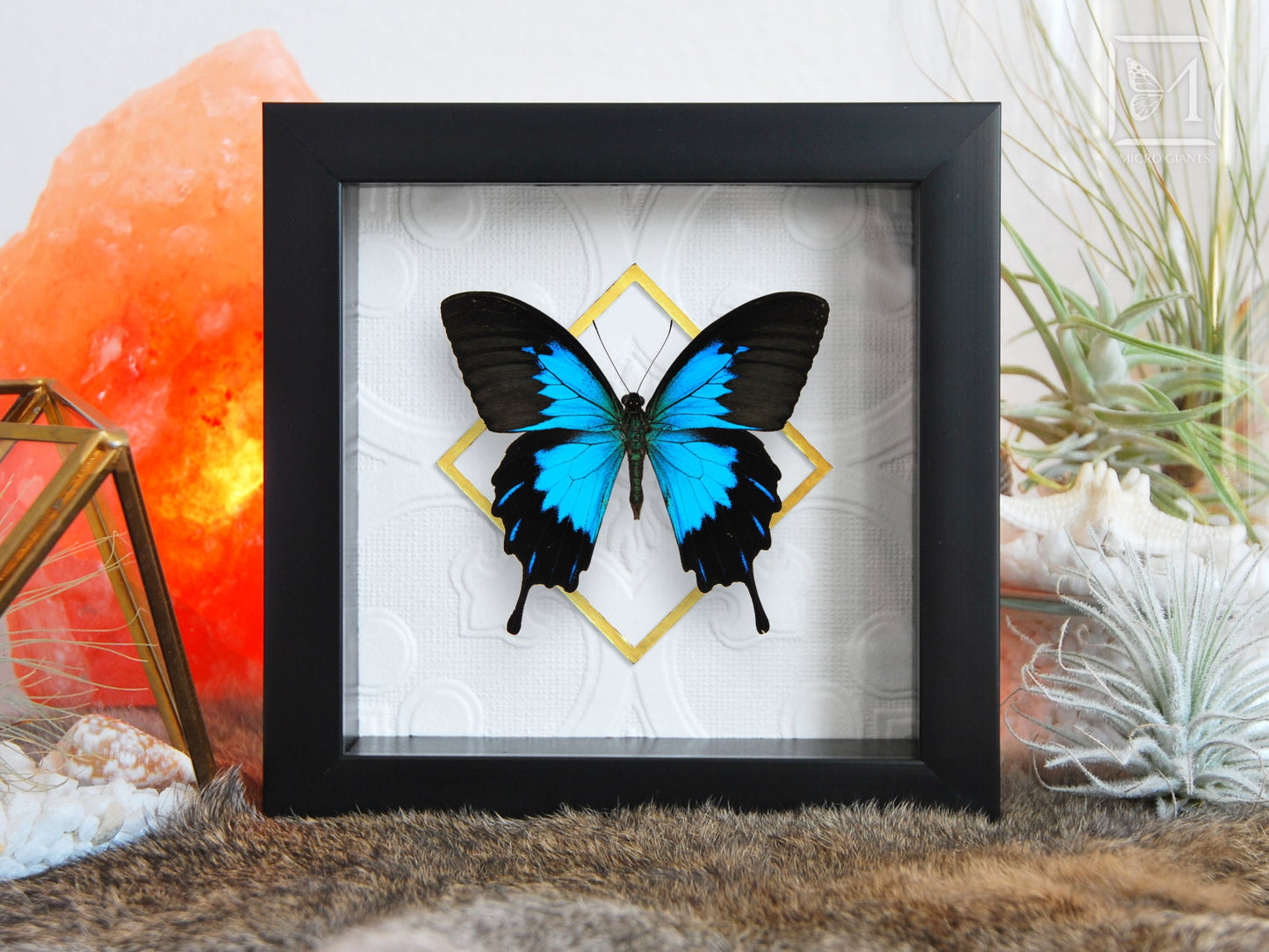 Papilio Ulysses telegonus butterfly wall decor