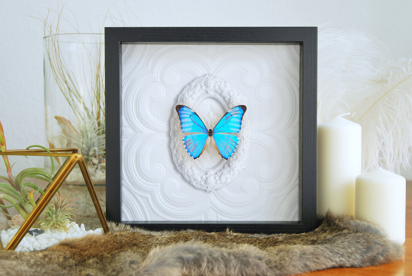 Framed Morpho aurora blue butterfly wall decor