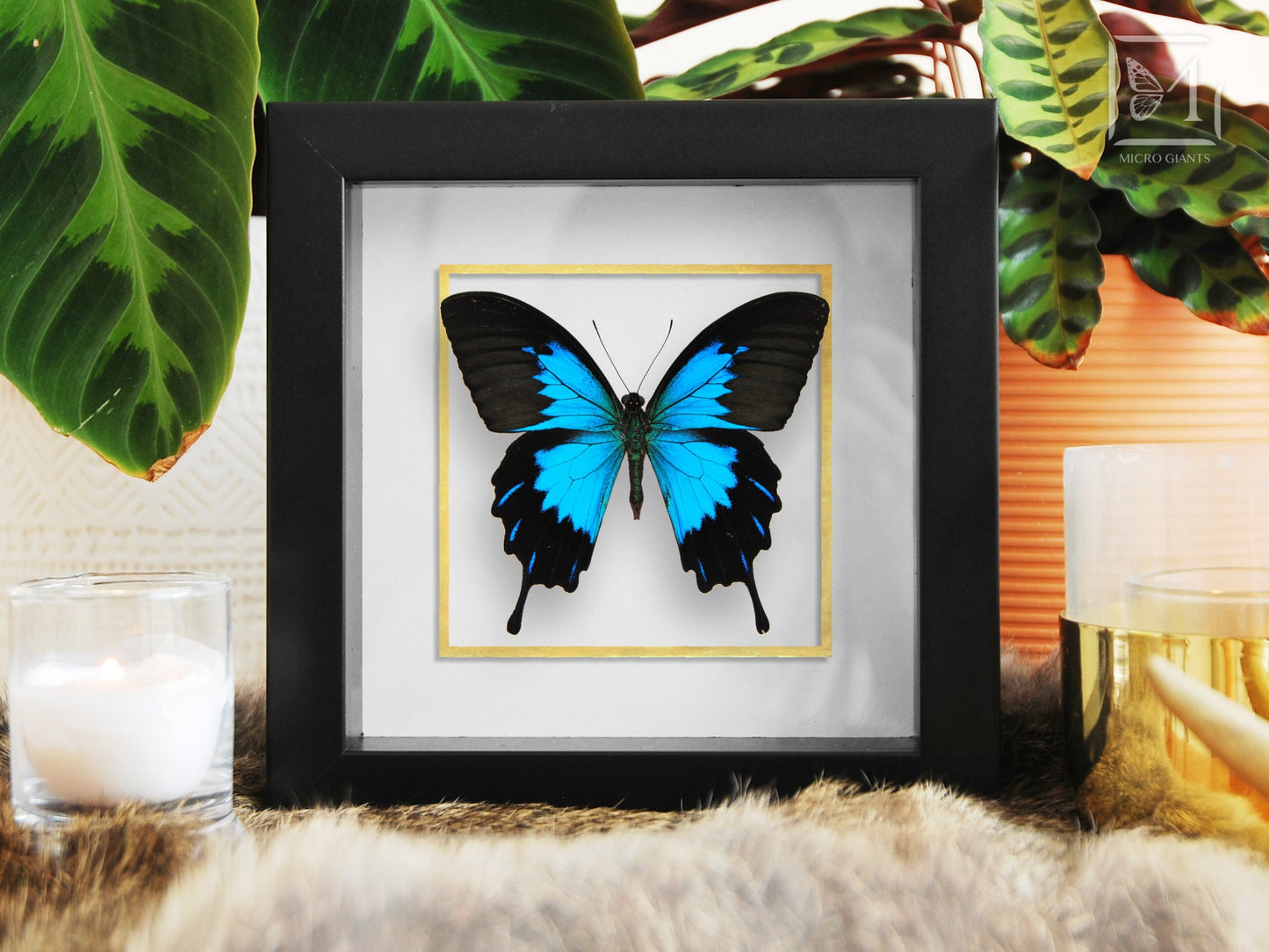 Papilio ulysses telegonus butterfly framed art