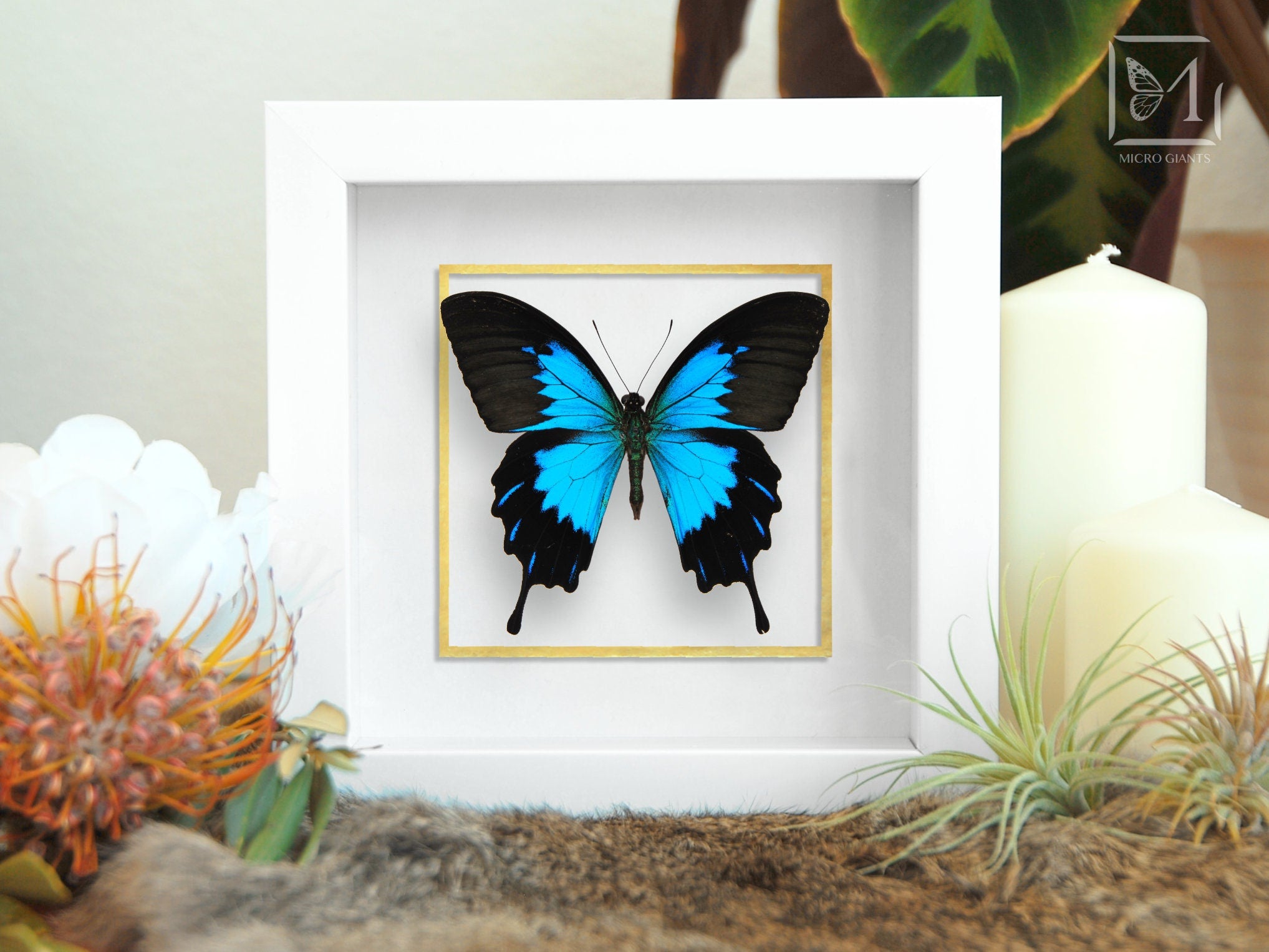 Blue Emperor Butterfly in outlet Clear Glass See-through Frame (Papilio ulysses tenus)