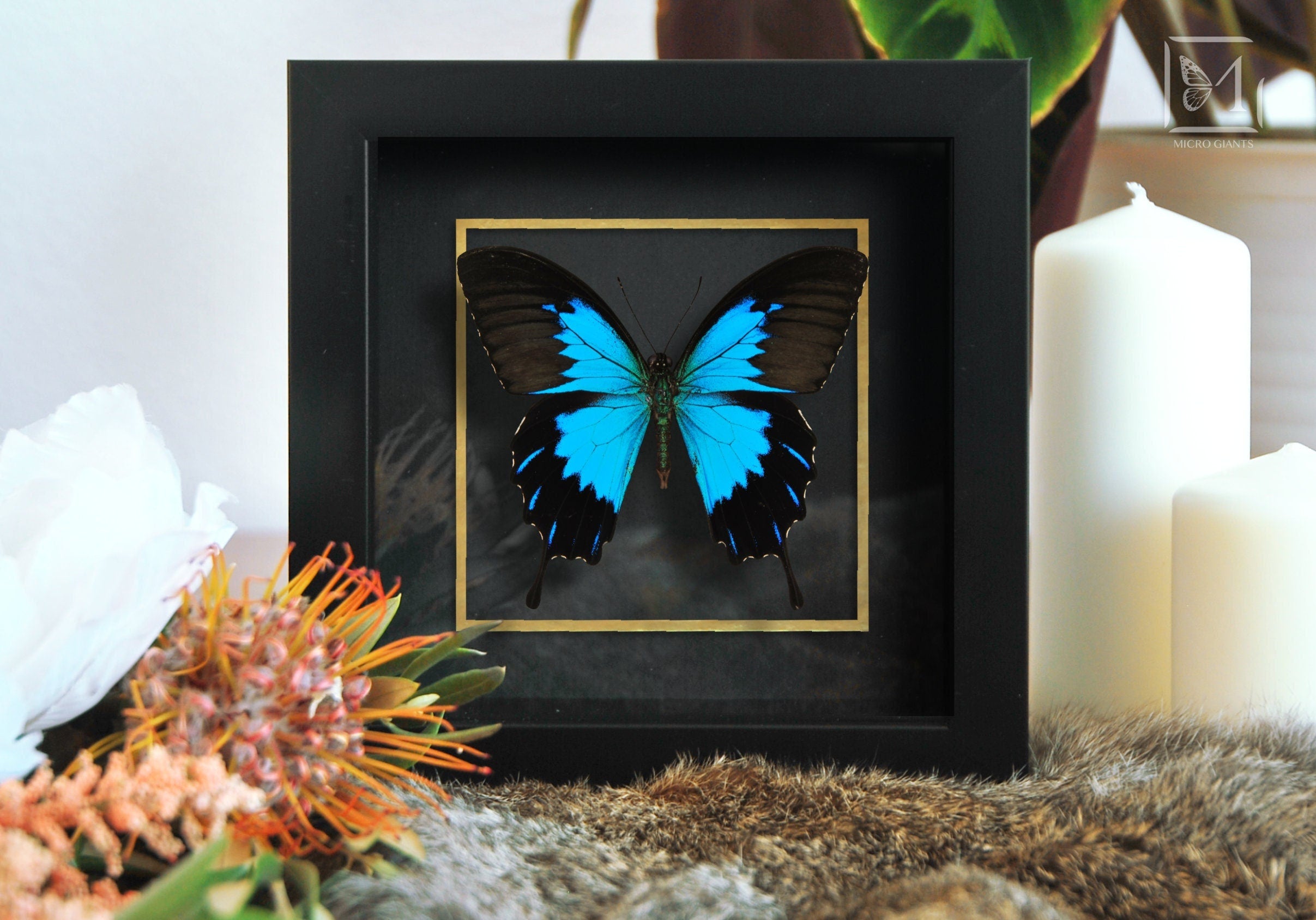 Blue Emperor Butterfly in outlet Clear Glass See-through Frame (Papilio ulysses tenus)