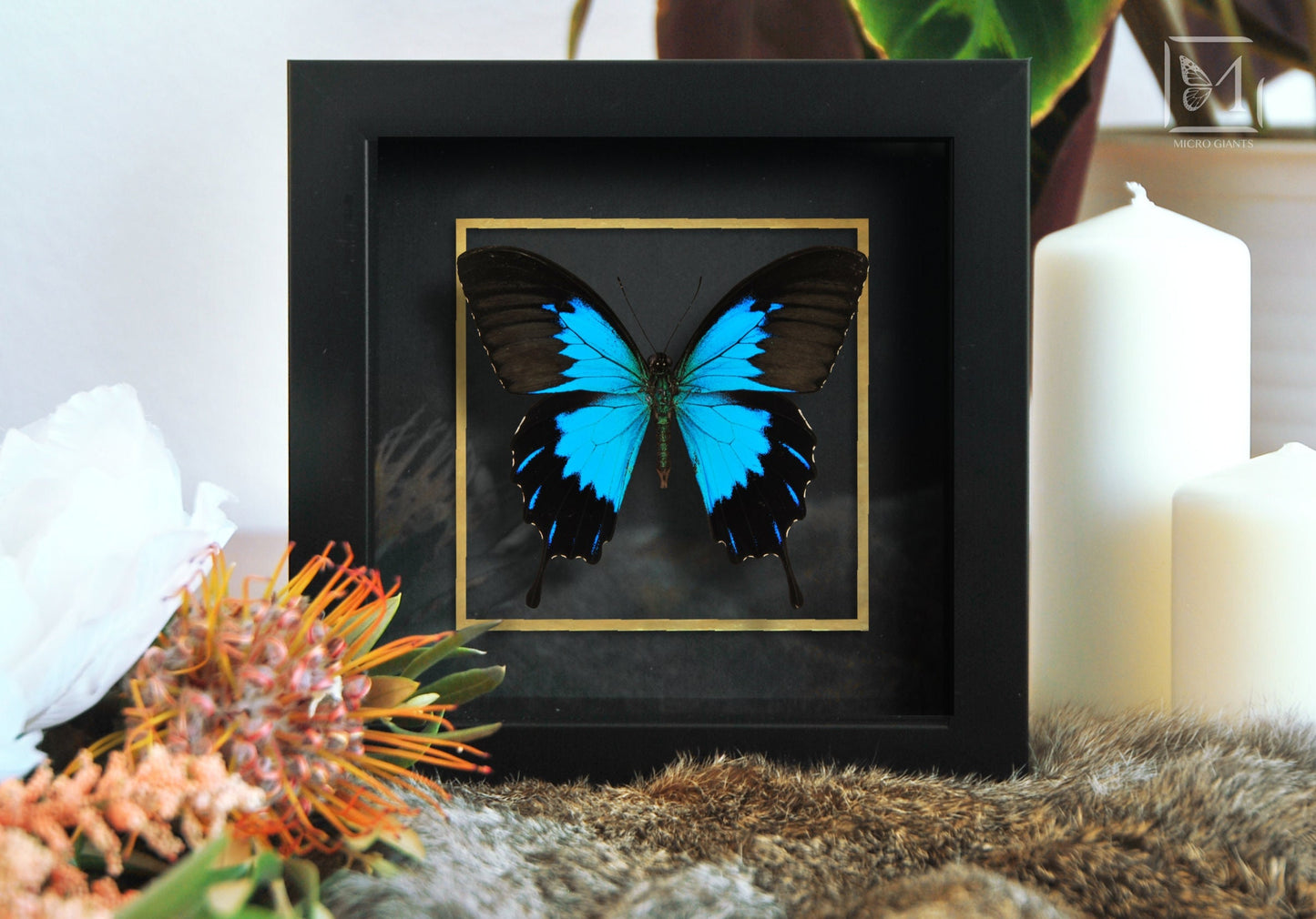 Frame Blue emperor Papilio ulysses telegonus butterfly