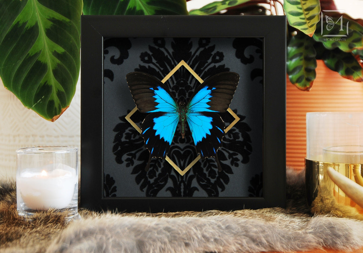 Papilio Ulysses telegonus butterfly framed art