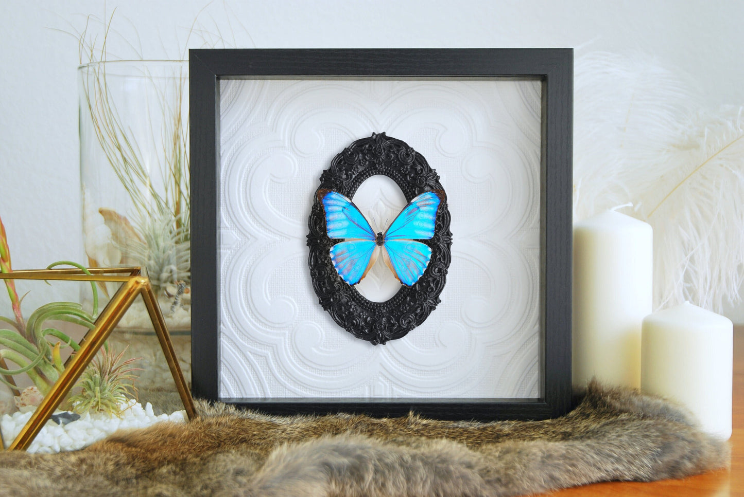 Framed real Morpho aurora blue butterfly decor