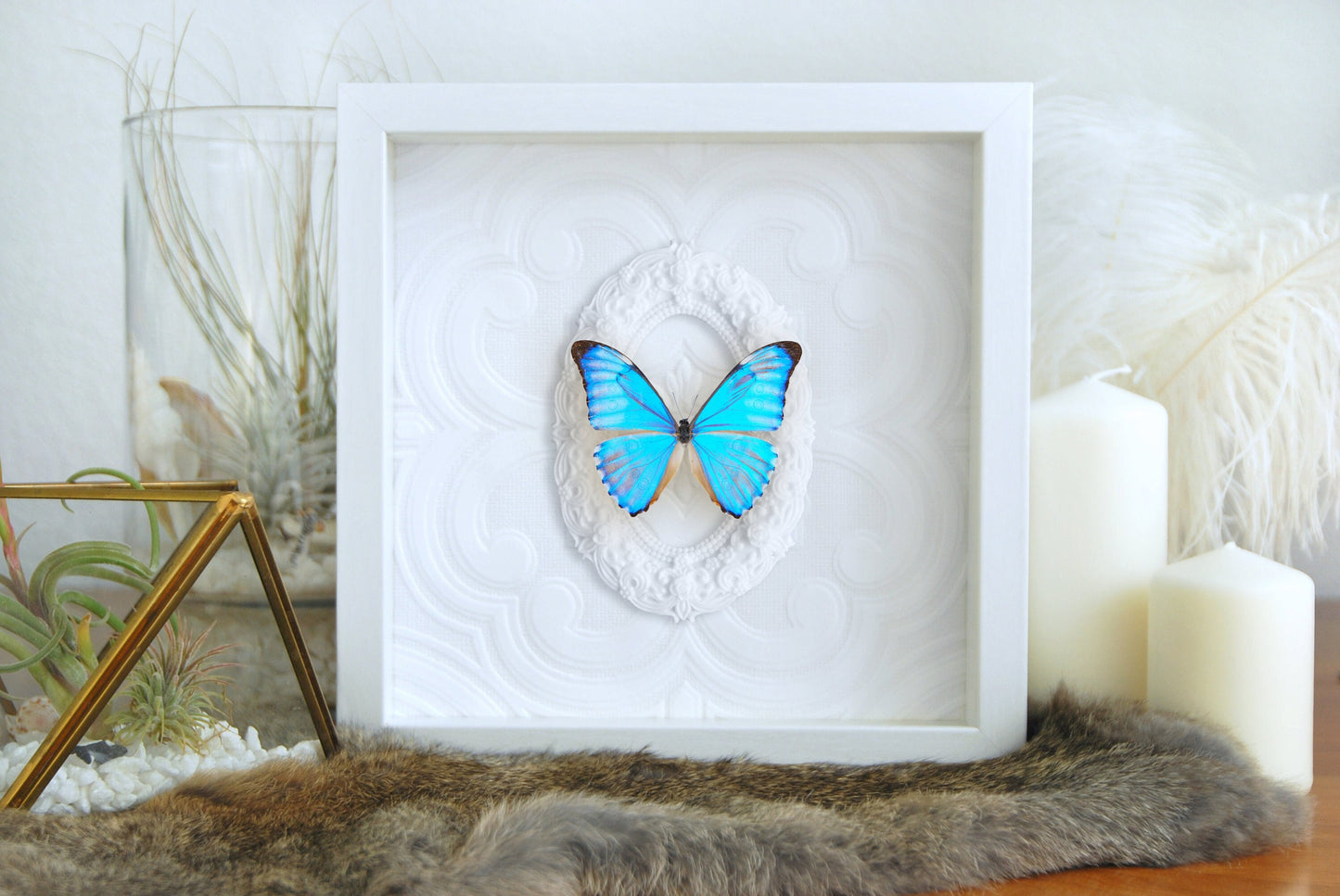 Framed Morpho aurora blue butterfly wall art