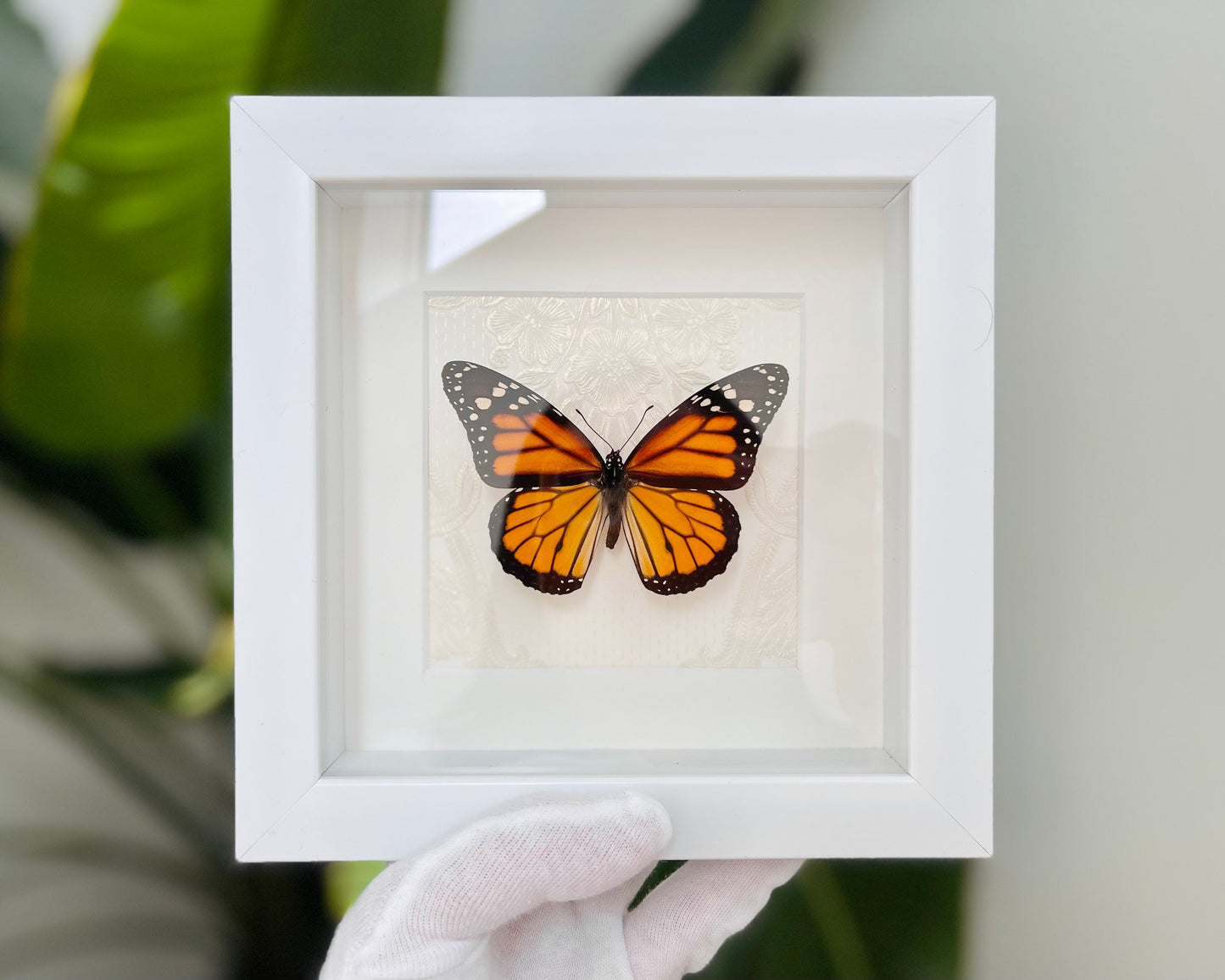 Framed Monarch butterfly - Heritage collection