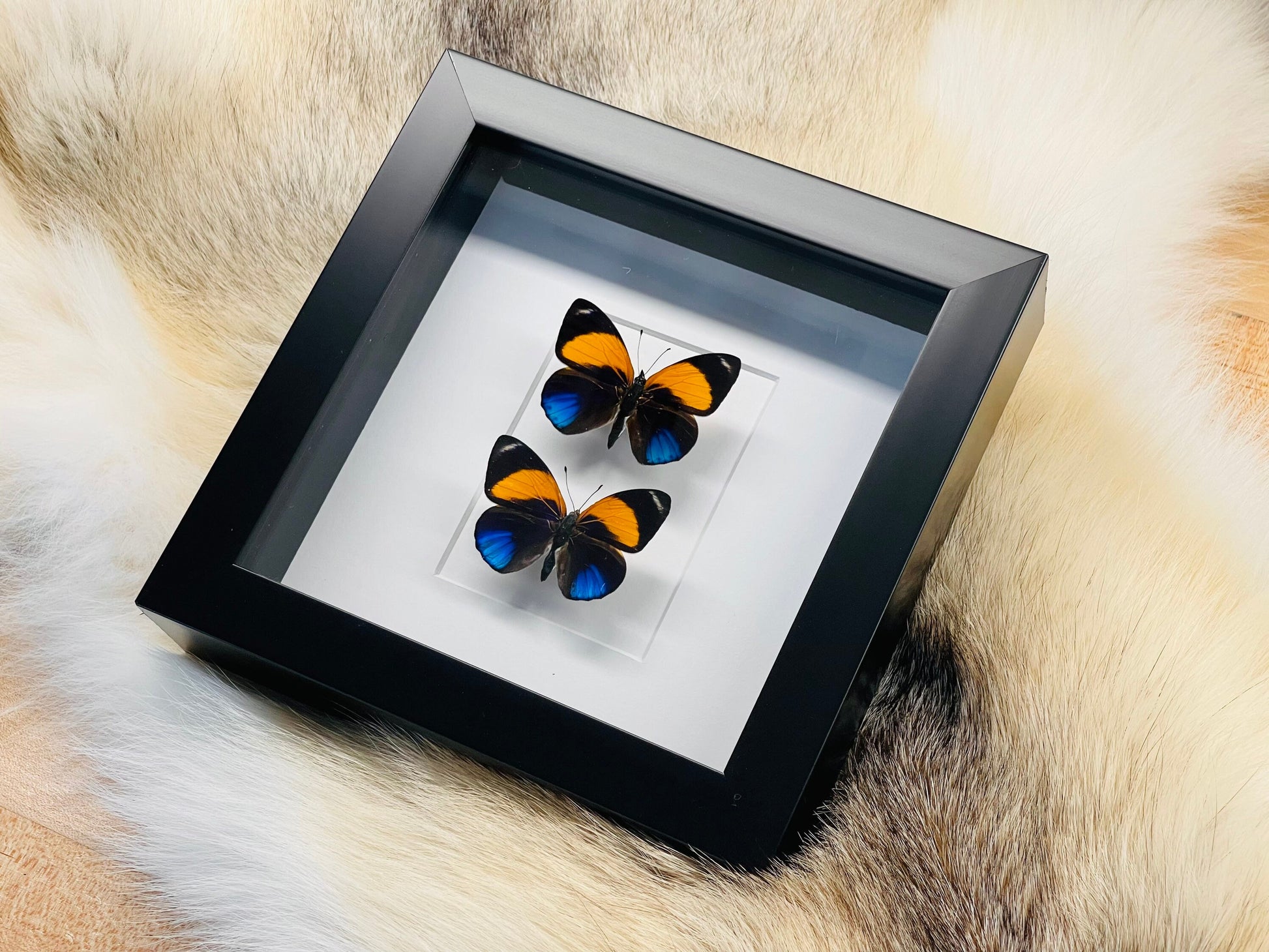 framed butterfly art