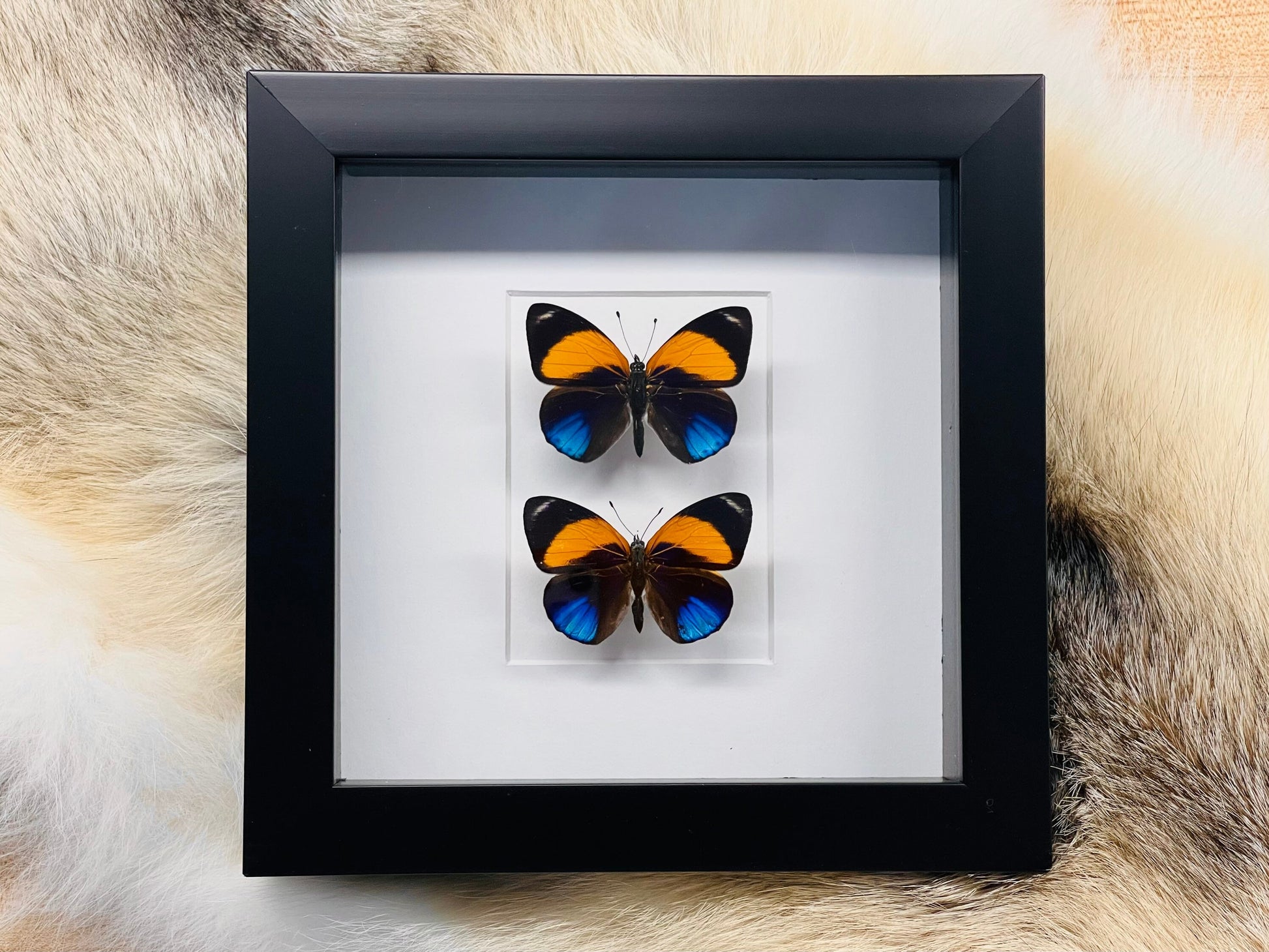 Framed Asterope davisi butterfly