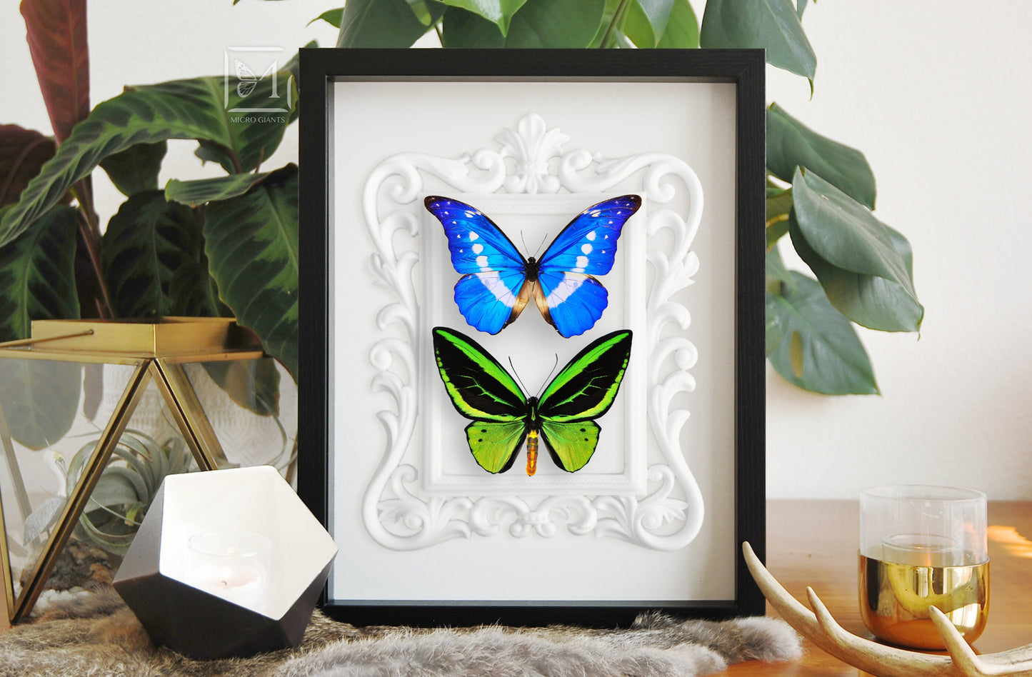 Framed Morpho helena and Northern birdwing butterfly wall decor