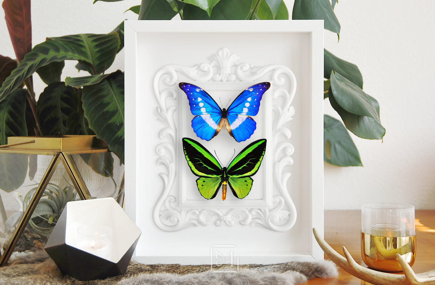 Framed Morpho helena and Northern birdwing butterfly wall art