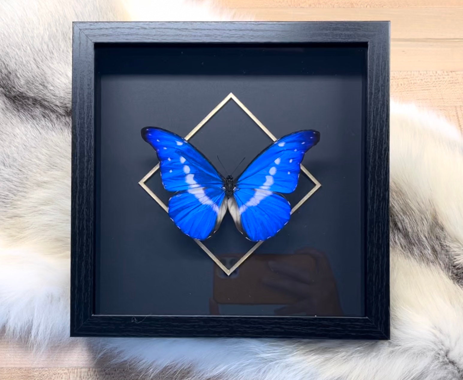 Morpho helena butterfly in frame