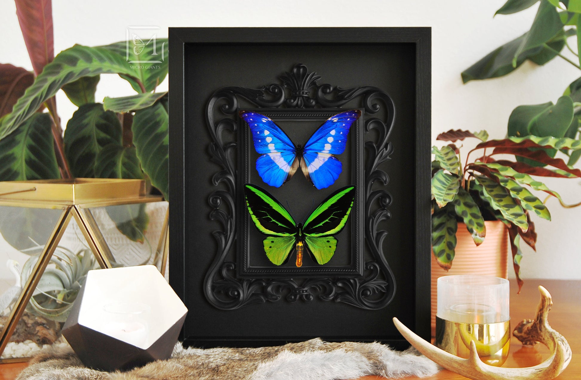 Framed Morpho helena and Northern birdwing butterfly wall art