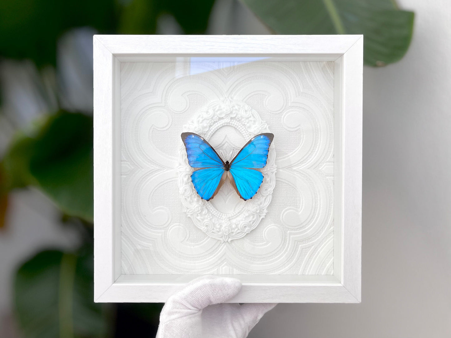 Morpho aurora blue butterfly wall art