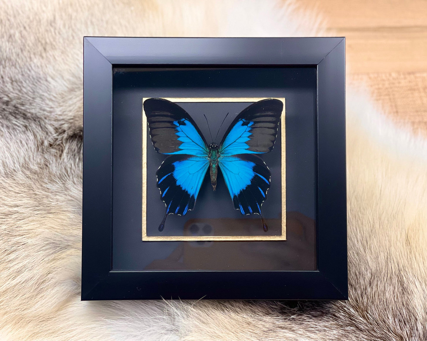 Frame Blue emperor Papilio ulysses telegonus butterfly wall art