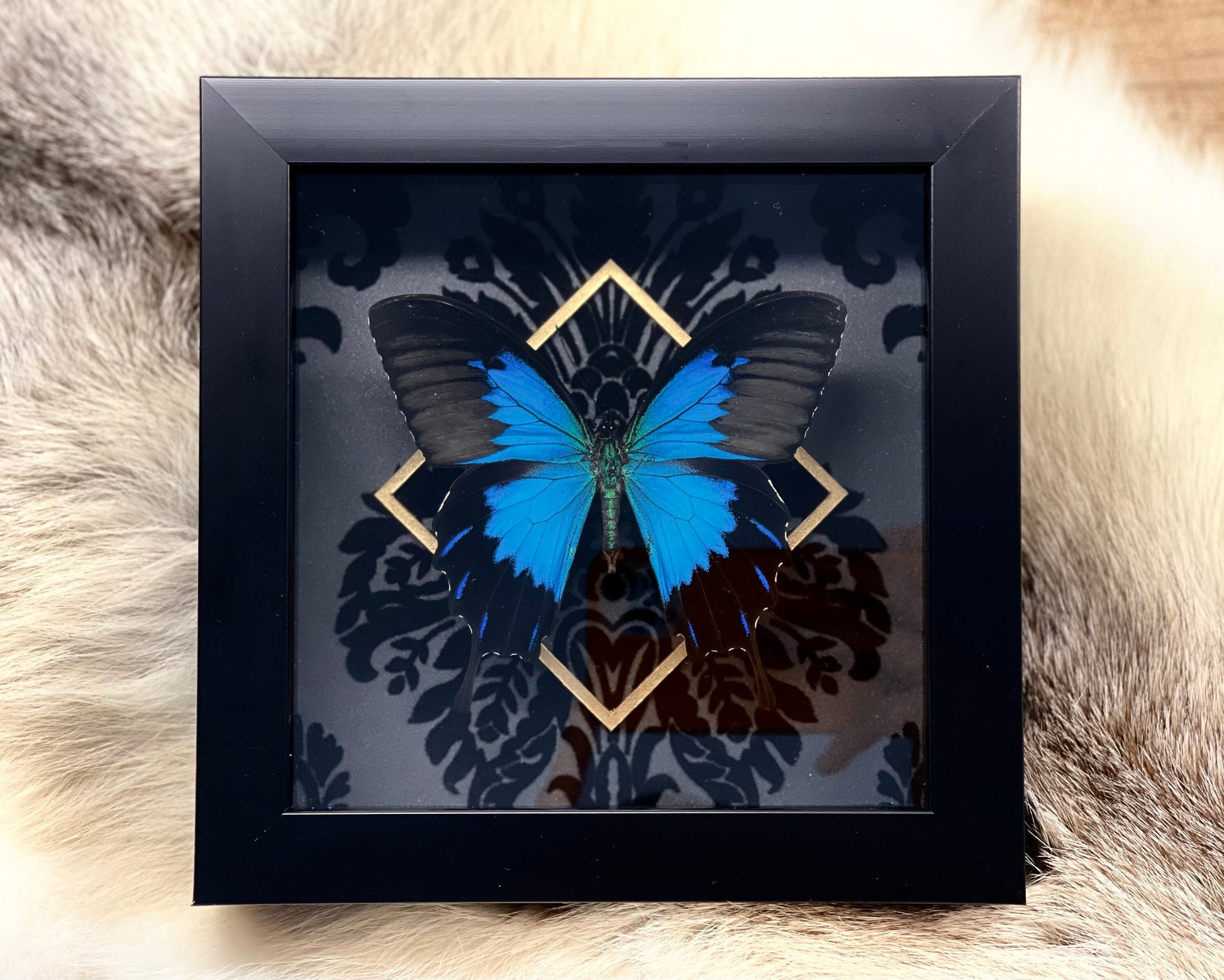 Papilio Ulysses telegonus butterfly art