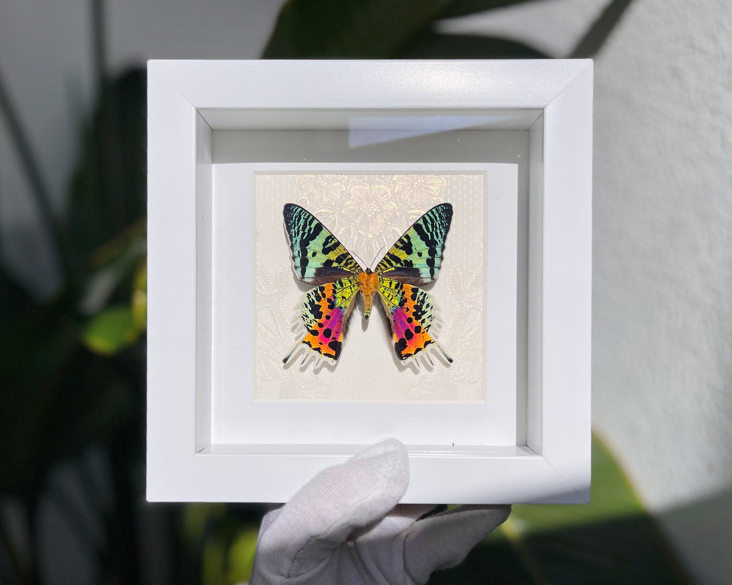 framed Urania ripheus sunset moth wall art