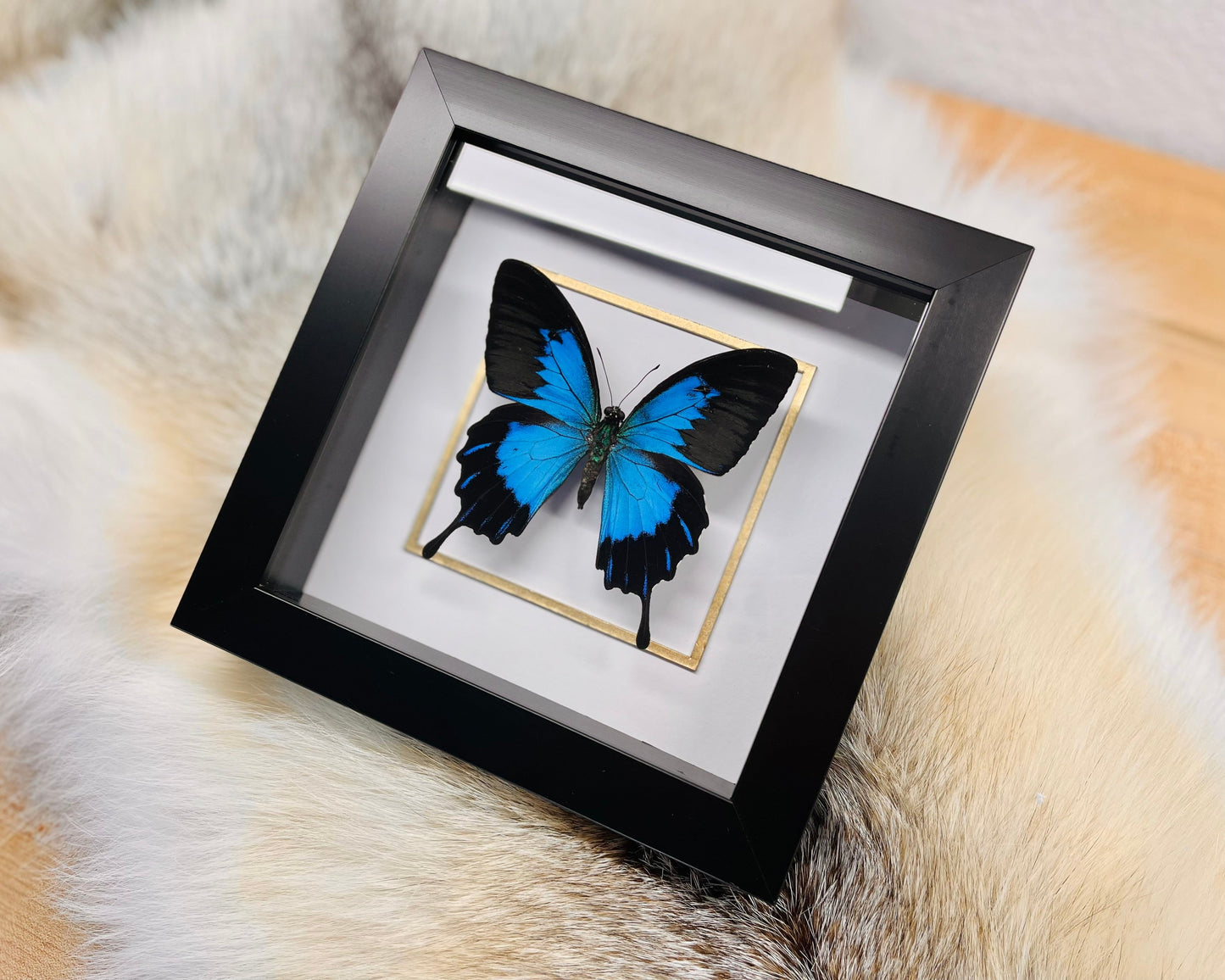 Papilio ulysses telegonus butterfly in frame