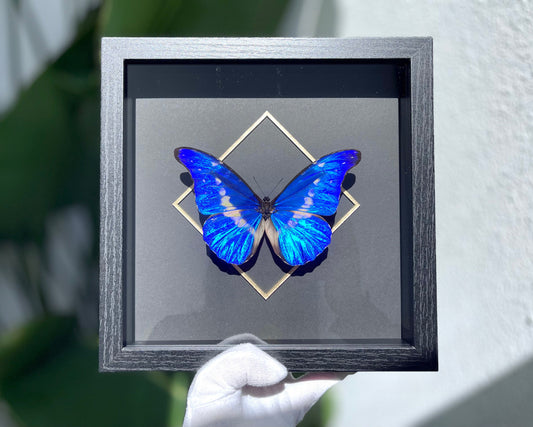 Framed Morpho helena butterfly wall art