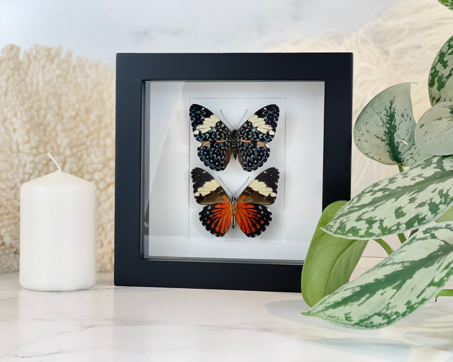 Double Hamadryas amphinome butterflies in frame