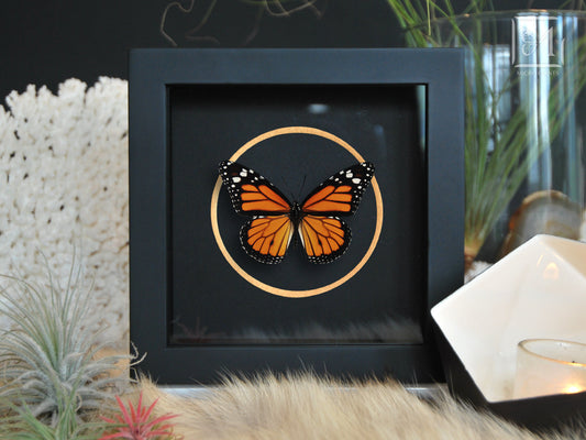 Framed Monarch butterfly with golden line