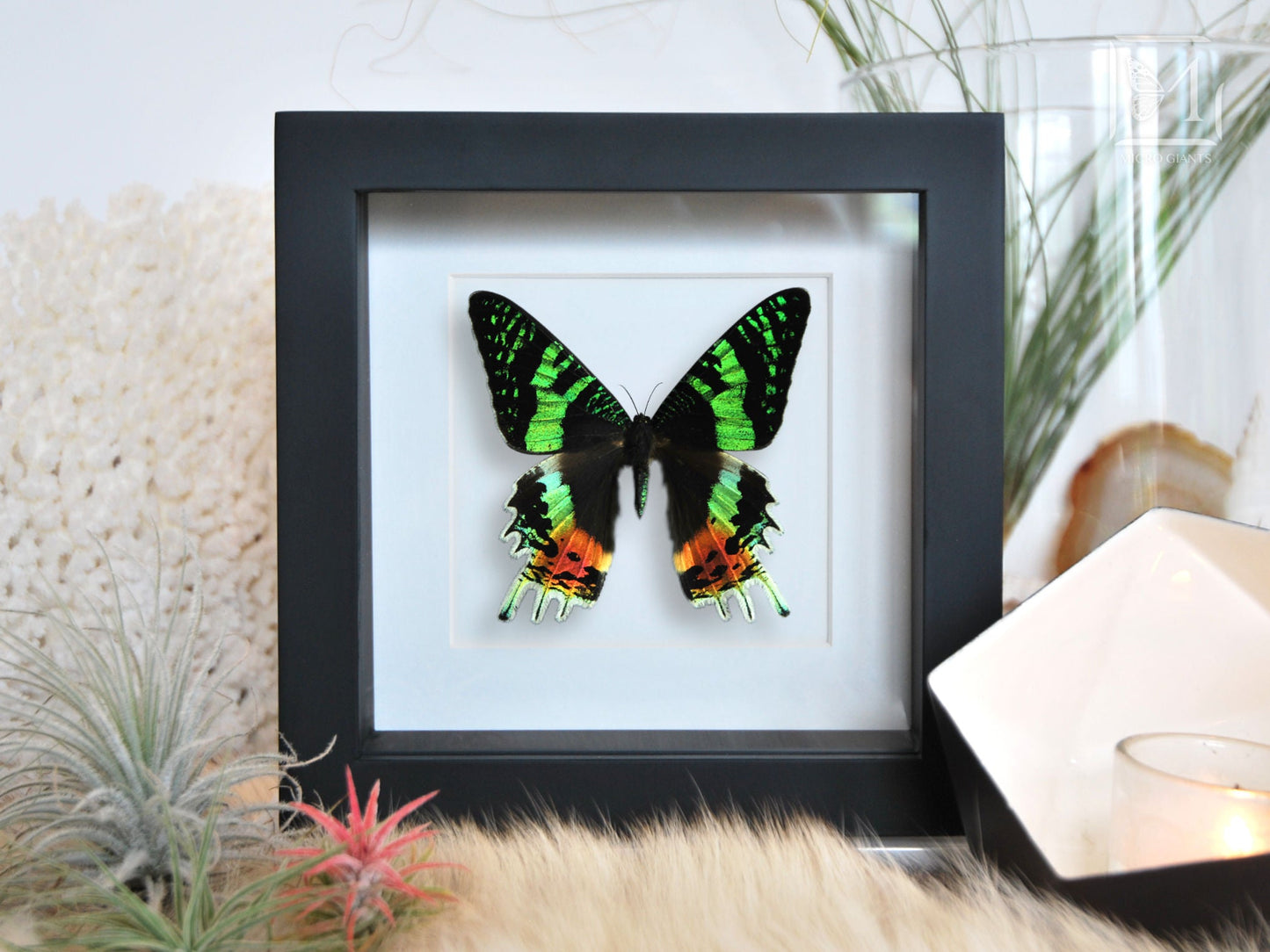 Urania ripheus moth, framed butterfly