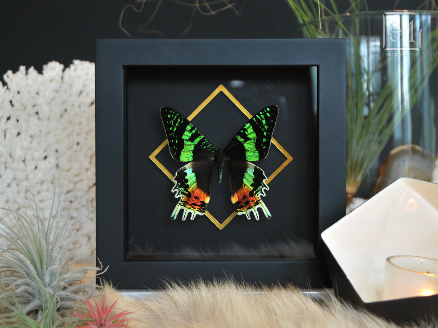 Framed moth art-Urania ripheus