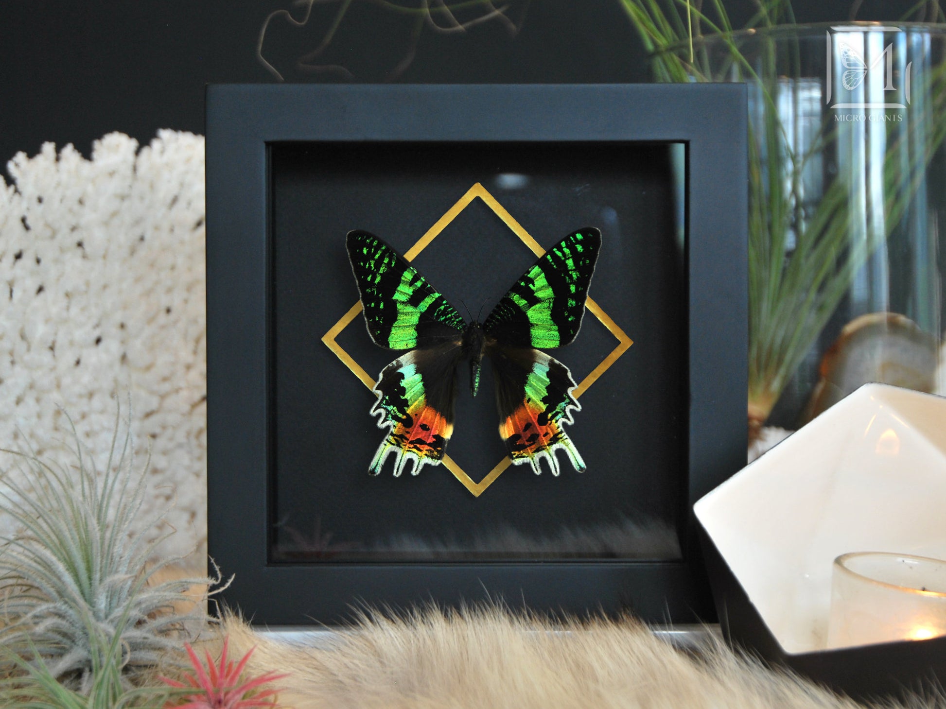 Framed moth art-Urania ripheus