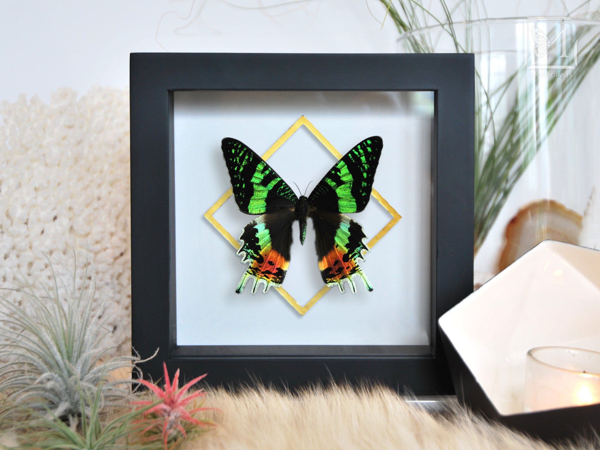 Mounted moth wall art-Urania ripheus