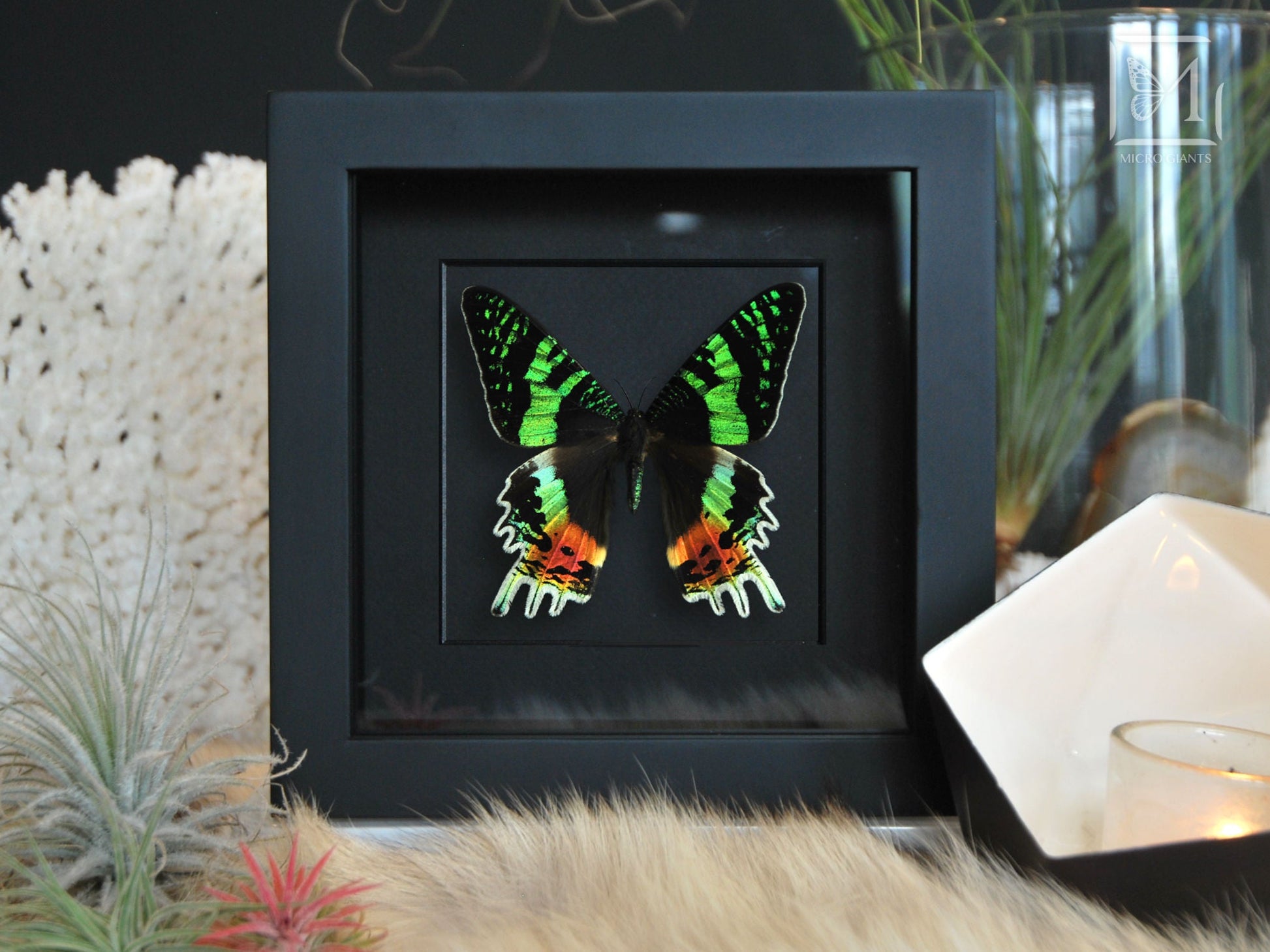 Framed Urania ripheus moth art