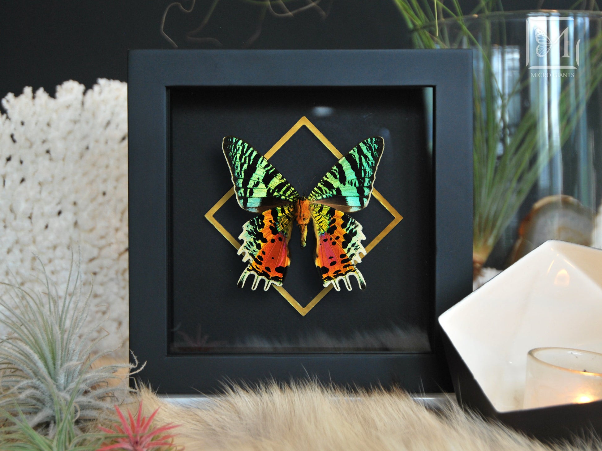 Framed sunset moth wall art-Urania ripheus