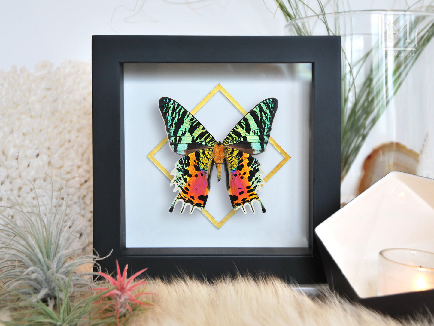 Framed moth art-Urania ripheus